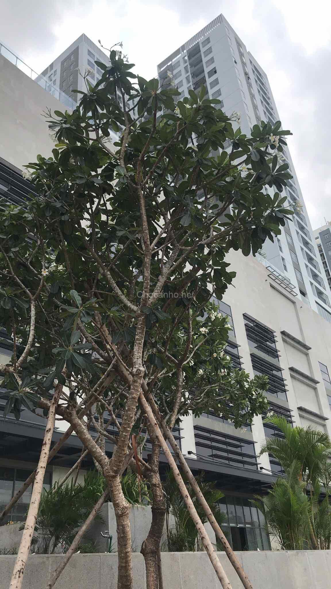 Bán gấp căn hộ Central Premium Tạ Quang Bửu , P5,Q8 DT 51m2, 1PN, 1WC, GIÁ 2.4 TỶ